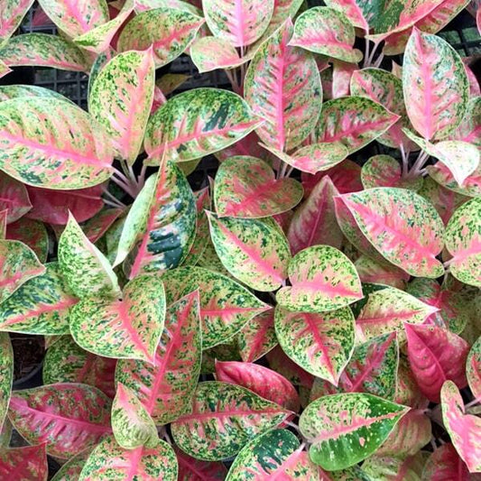 Aglaonema TABTIM THONG