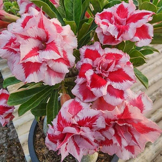 Adenium obesum TAIWAN