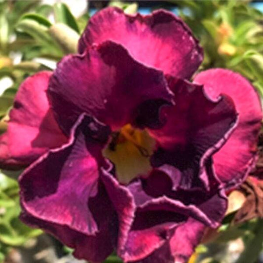 Adenium obesum TAIWAN PURPLE