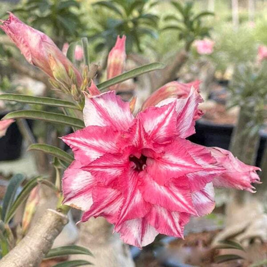 Adenium obesum TALAB PHET