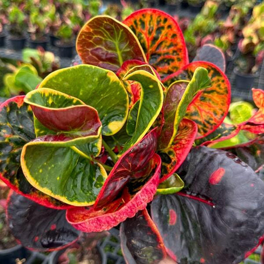Croton TALING CHAN