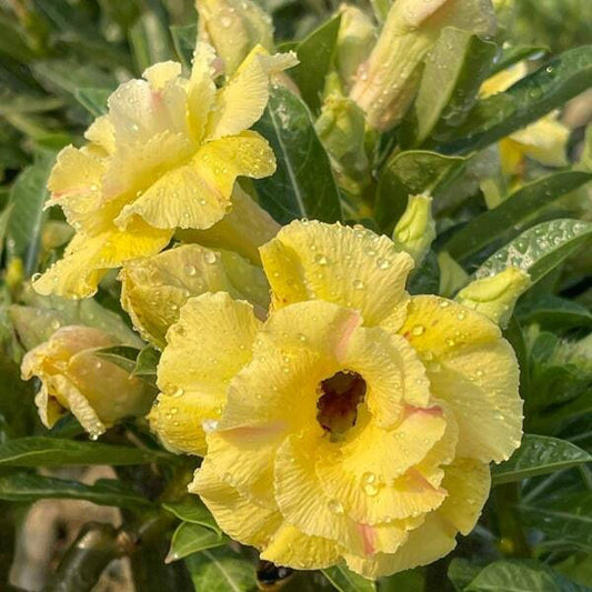 Adenium obesum TAN NIEN