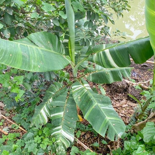 Banana variegated TANEE