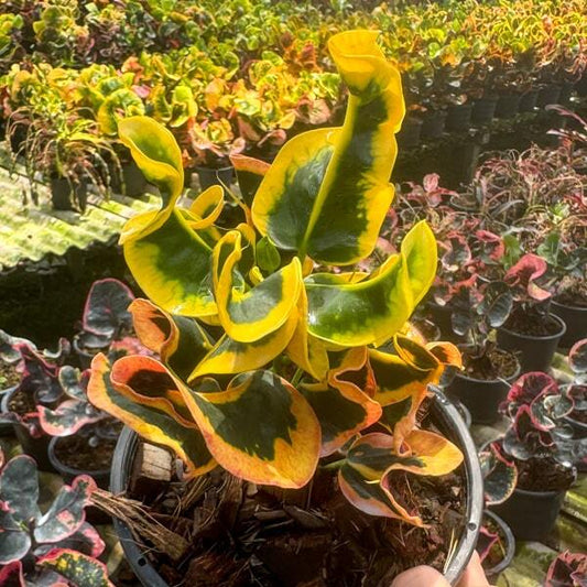 Croton TAN TA WAN
