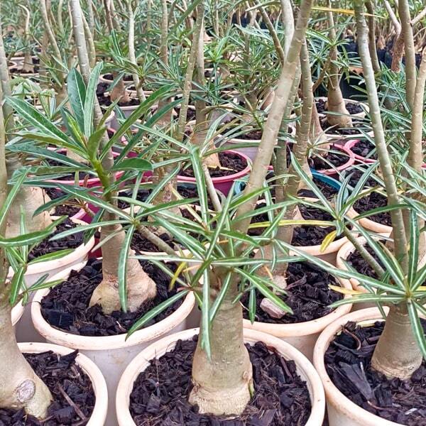 Adenium TANZANIA NOVA seedling