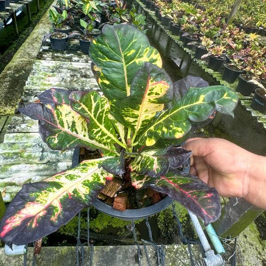 Croton TAO CHOCOLAT