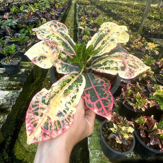 Croton TAO RATTANA CHAI