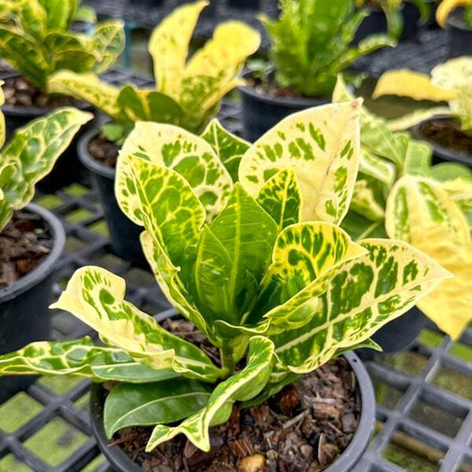 Croton TAO THONG KHAM