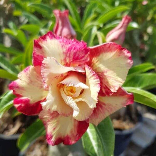 Adenium obesum SUNRISE