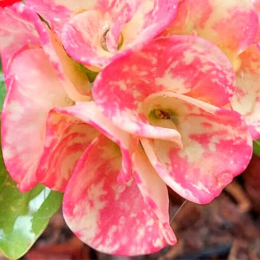 Euphorbia Milii TAWEECHAI