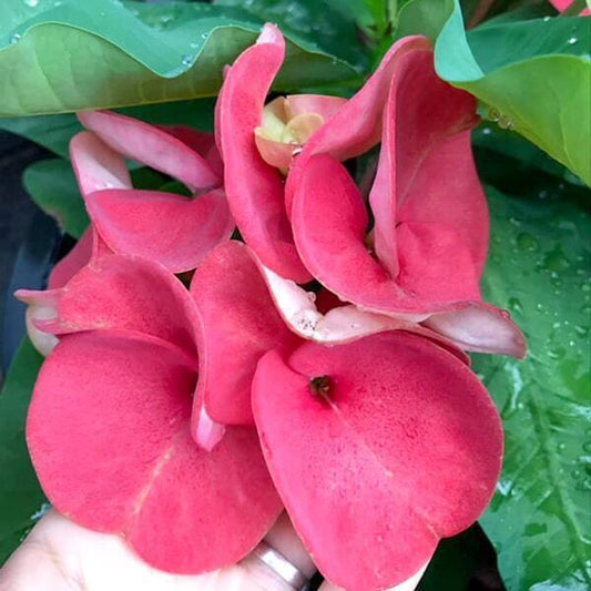 Euphorbia Milii TAWEECHOK