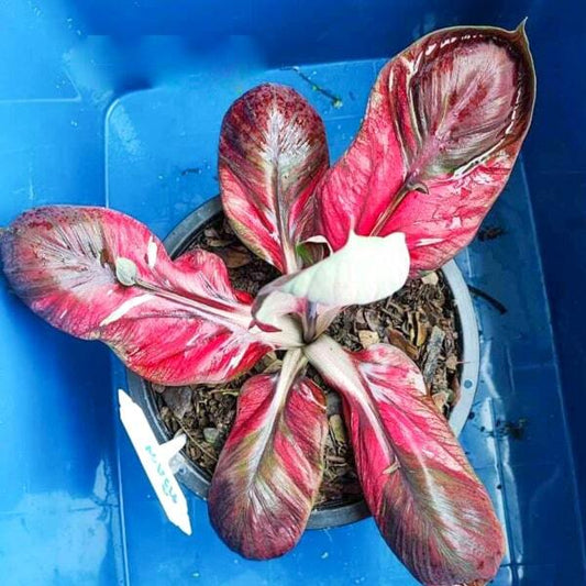 Caladium TAWEEPHOP