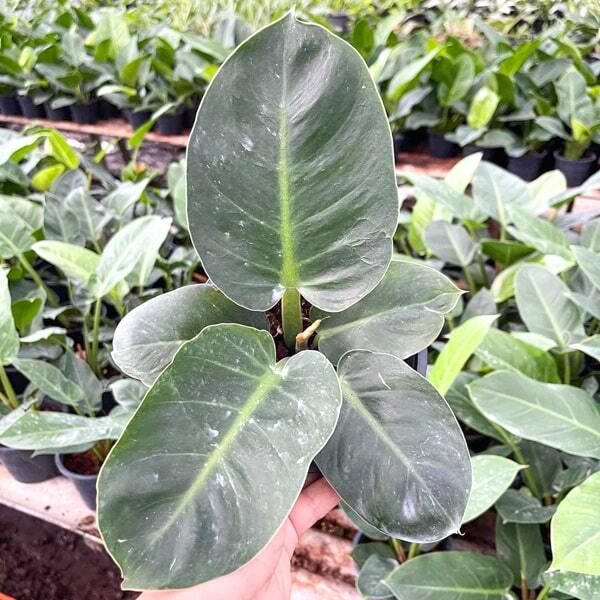 Philodendron TAWEESAB