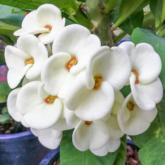 Euphorbia Milii TEB RAKSA