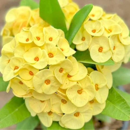 Euphorbia Milii TEB PRATUMTHONG