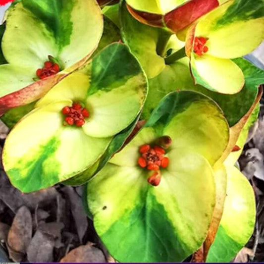 Euphorbia Milii TEB TEWA