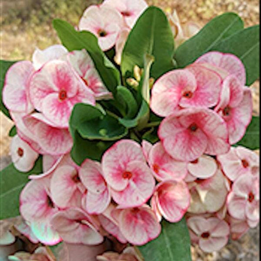 Euphorbia Milii TEB TIDA