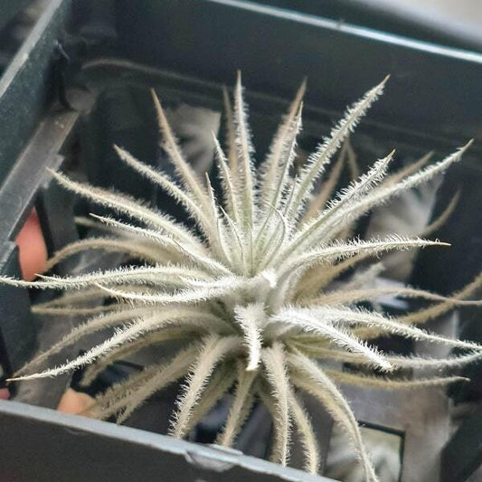 Tillandsia Tectorum Snow S
