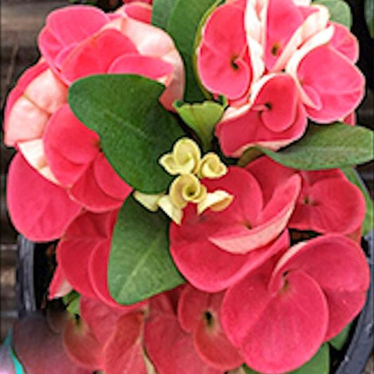 Euphorbia Milii TERM SAB