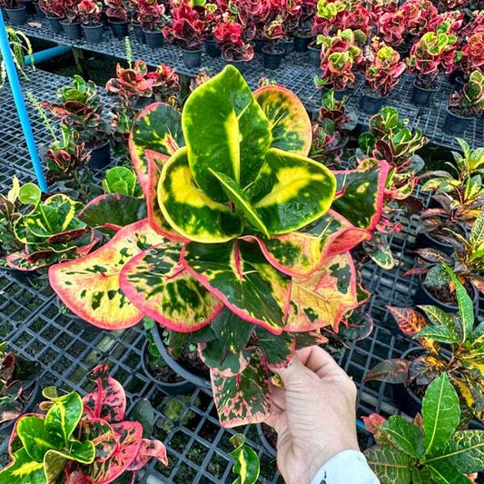 Croton TERM SAP