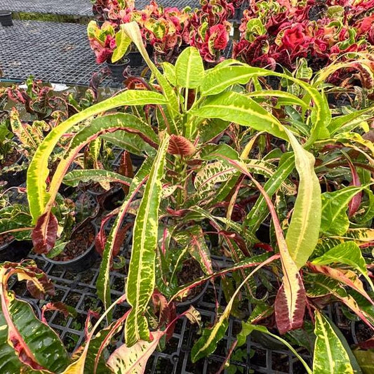Croton KOEN SRI NAKKARIN