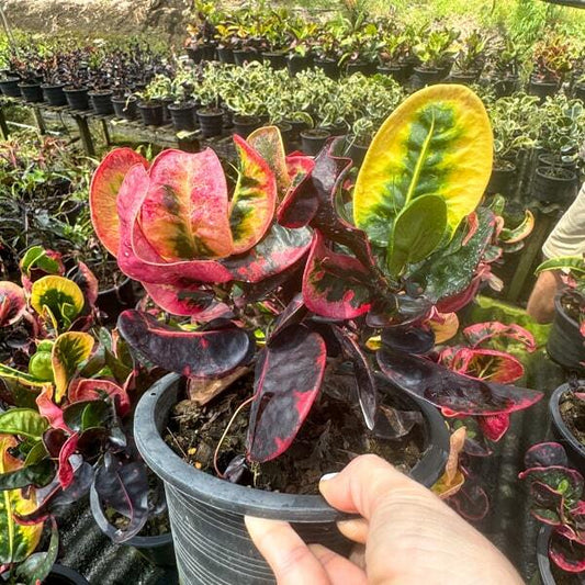 Croton THA CHALOM