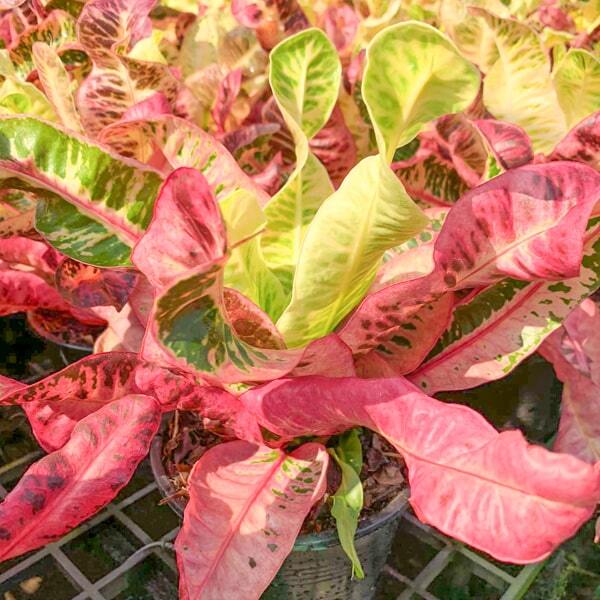 Croton THA CHANG