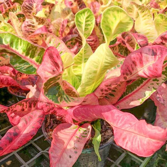 Croton THA CHANG