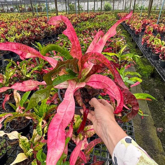 Croton THA MUANG