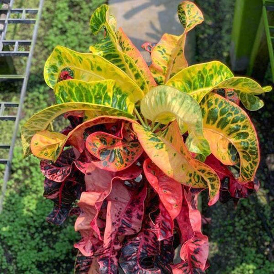 Croton THA PHRAE