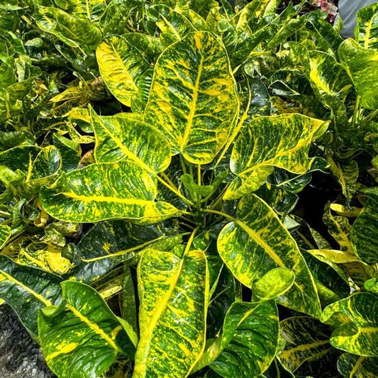 Croton THA PHRA