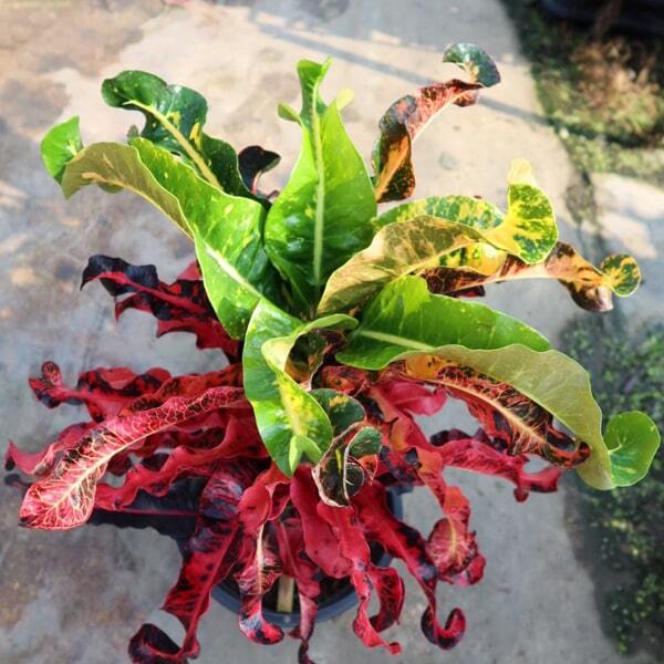 Croton THA SADET