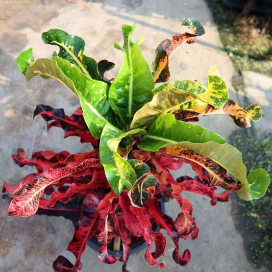 Croton THA SADET