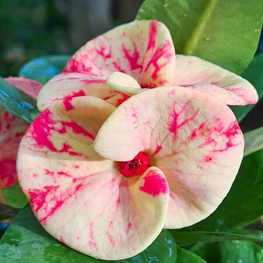 Euphorbia Milii THAI SMILE