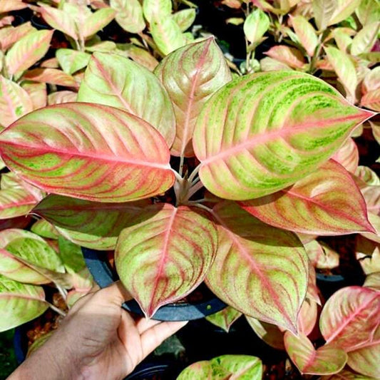 Aglaonema THAI GOLDEN