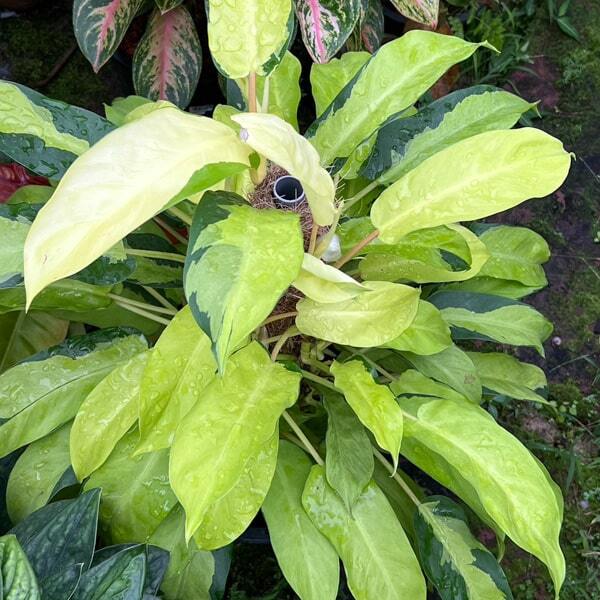 Philodendron THAI SUNRISE