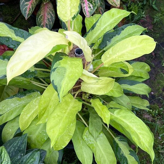 Philodendron THAI SUNRISE