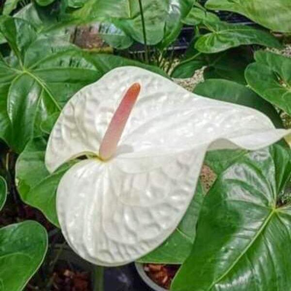 Anthurium andraeanum THAI WHITE - s.MINI