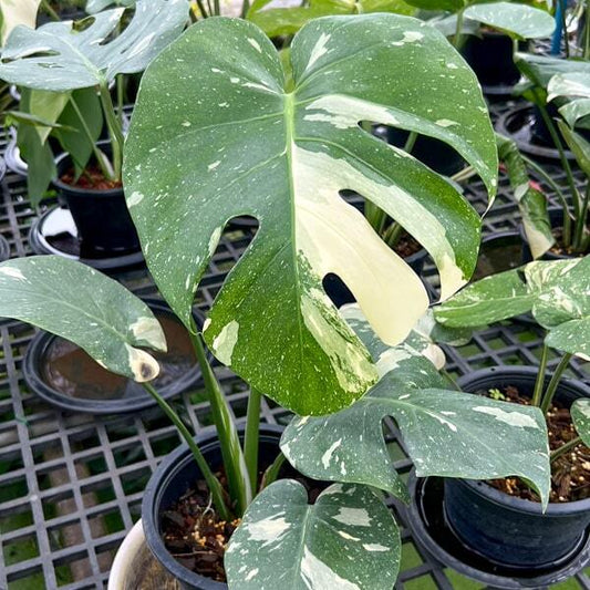 Monstera THAICON size M