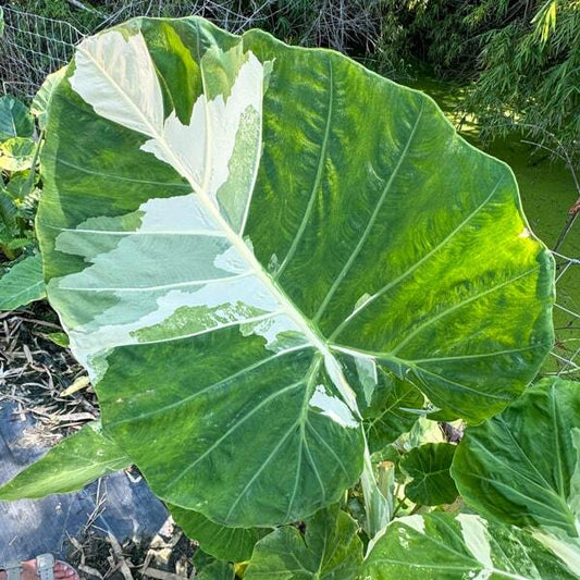 Colocasia THAILAND GIGANTE