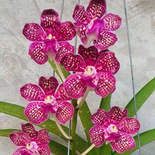 Vanda orchid V THAILAND X V TEST X V MIMI