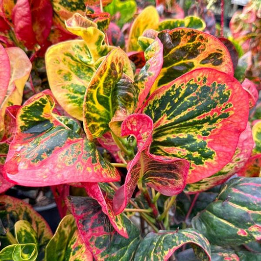 Croton THAO GUMPHRA