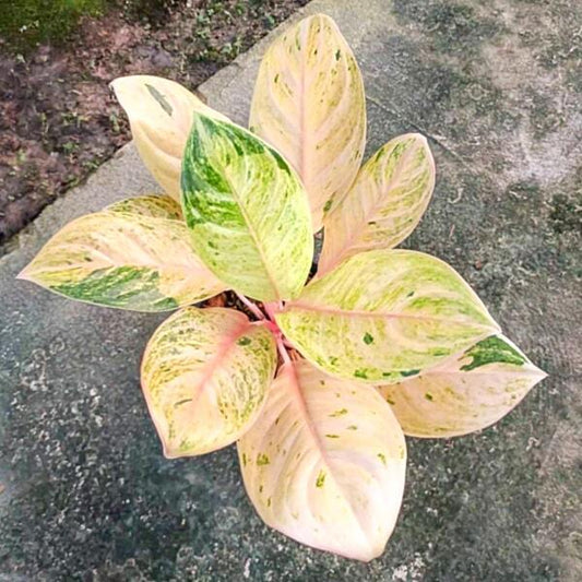 Aglaonema THE SUN