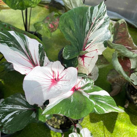 Caladium THEP APSARA
