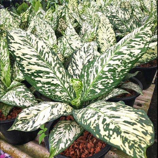 Dieffenbachia THEP MONGKOL