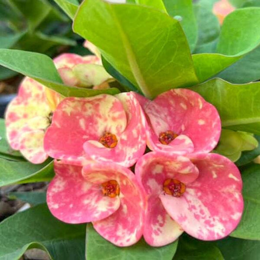 Euphorbia Milii TEB NARAI