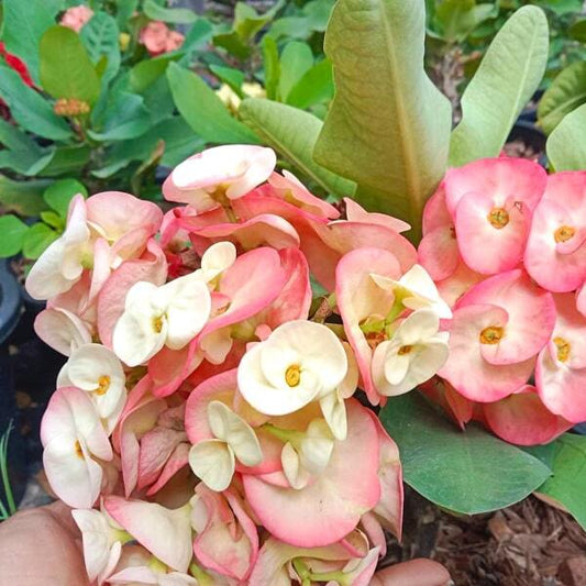 Euphorbia Milii TEB NAREE