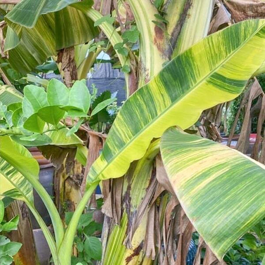 Banana variegated THEP PHANOM