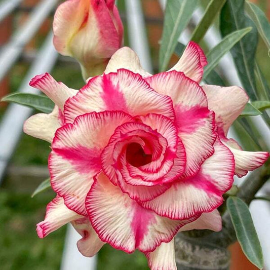 Adenium obesum THIEN TRANG