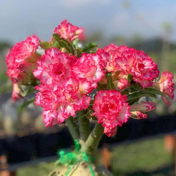 Adenium obesum THIEN HUONG